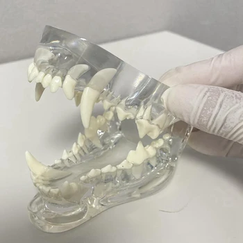 Прозрачные собачьи зубы Анатомическая модель животных Челюсть ротового зуба для ветеринарного образовательного инструмента
