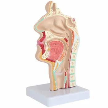 Модель Анатомия носа Анатомическая голова человека Горло Нос Медицинское обучение Исследование полости рта Научное Полость рта Секция
